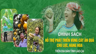Chính sách hỗ trợ phát triển vùng cây ăn quả chủ lực, hàng hóa trên địa bàn tỉnh Lào Cai
