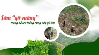 Sớm “gỡ vướng” trong hỗ trợ trồng rừng cây gỗ lớn