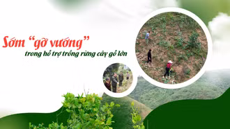 Sớm “gỡ vướng” trong hỗ trợ trồng rừng cây gỗ lớn