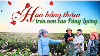 Hoa hồng thắm trên non cao Púng Luông