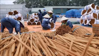 Xây dựng hệ sinh thái cho ngành quế - những vấn đề cần lưu ý