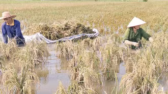 Khôi phục sản xuất ngành trồng trọt