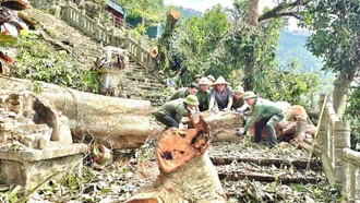 Ngành lâm nghiệp khẩn trương khôi phục sản xuất sau bão lũ