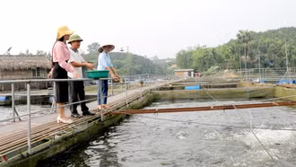 Đảng viên tiên phong phát triển kinh tế ở Phúc Đình