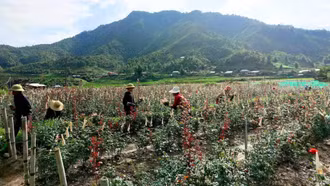 Púng Luông hỗ trợ người dân thoát nghèo bền vững