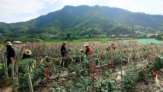 Púng Luông hỗ trợ người dân thoát nghèo bền vững