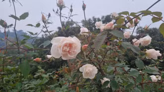 Trời rét đậm, vùng cao rét hại đến hại nặng