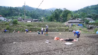 Xã Mường Bo hỗ trợ nhân dân 2,6 tấn giống khoai tây đỏ trồng vụ đông