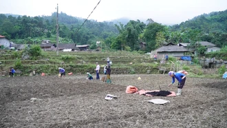 Xã Mường Bo hỗ trợ nhân dân 2,6 tấn giống khoai tây đỏ trồng vụ đông