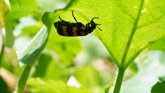 Phát hiện chất Cantharidin cực độc trong 2 mẫu sâu ban miêu khiến 1 người ở Mường Khương tử vong sau ăn