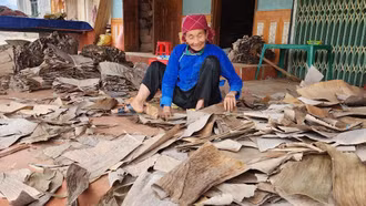 Lá chuối là tiền