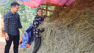 Nông dân vùng cao dự trữ thức ăn cho gia súc trong mùa đông