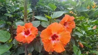 Có mưa, mưa nhỏ vài nơi, vùng cao và núi cao trời rét đậm, rét hại