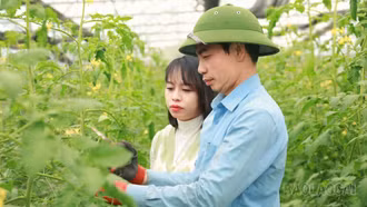 Lào Cai nở rộ mô hình nông nghiệp xanh