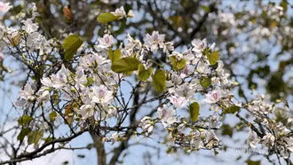 Về Nghĩa Lộ ngắm hoa ban