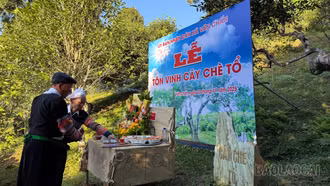 Lễ tôn vinh cây chè tổ ở Suối Giàng