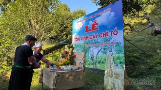 Lễ tôn vinh cây chè tổ ở Suối Giàng