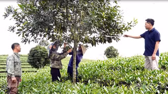 Đồi chè “đón” quả mắc ca – hướng đi mới nâng cao giá trị sản xuất