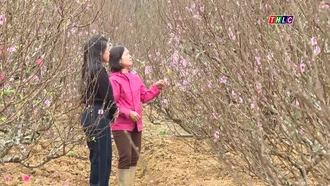 Khám phá Lào Cai: Thị trường cây cảnh chờ Tết