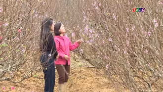 Khám phá Lào Cai: Thị trường cây cảnh chờ Tết