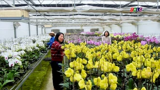 Cùng địa lan đón xuân