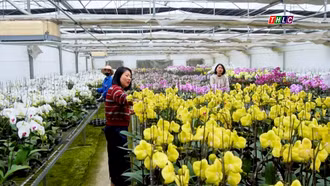 Cùng địa lan đón xuân