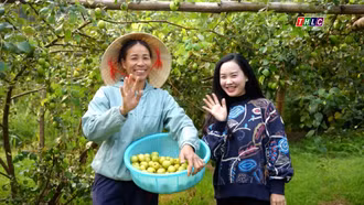 Mùa thu hoạch táo trên đồng đất Bảo Thắng