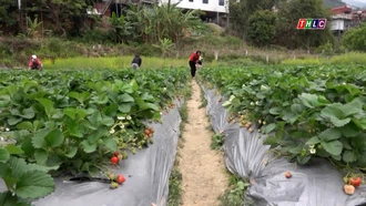 Tạp chí du lịch: Trồng dâu tây kết hợp làm du lịch