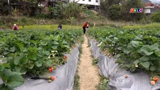 Tạp chí du lịch: Trồng dâu tây kết hợp làm du lịch