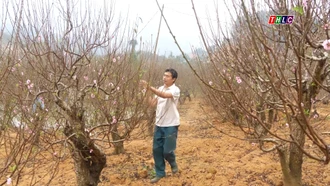 Đào Xuân Quang vào vụ Tết