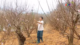 Đào Xuân Quang vào vụ Tết