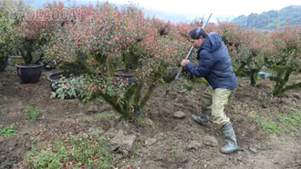 Tả Phìn khẳng định vị thế thủ phủ Nhất Chi Mai