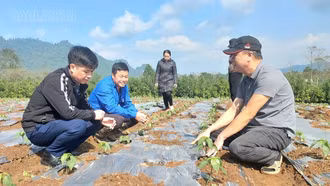 Khi chính quyền địa phương hai cấp hoạt động hiệu quả