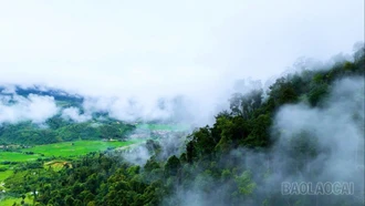 Dấu ấn kinh tế rừng