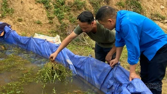 Cá lúa cộng sinh, nhân đôi giá trị