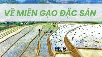 Về miền gạo đặc sản