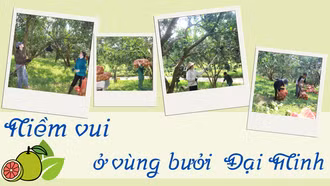Niềm vui ở vùng bưởi Đại Minh