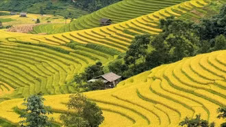 Hai cung bậc của mùa vàng