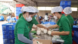 Mở cửa các thị trường xuất khẩu giúp dừa tự tin hướng tới kim ngạch "tỷ đô"