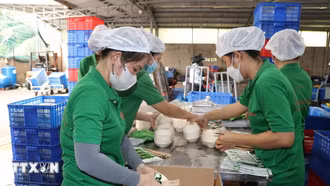 Trung Quốc nhập lô hàng dừa tươi đầu tiên của Việt Nam qua cửa khẩu đường bộ