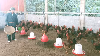 Cựu chiến binh Bảo Thắng tham gia phát triển kinh tế - xã hội