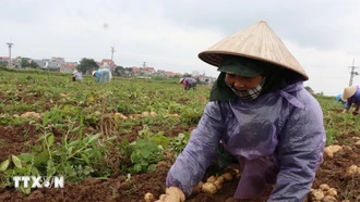 Tìm giải pháp đưa miền Bắc thành vùng nguyên liệu khoai tây chủ lực