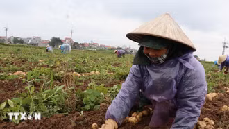 Tìm giải pháp đưa miền Bắc thành vùng nguyên liệu khoai tây chủ lực