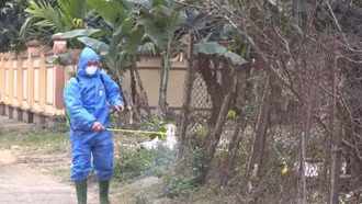 Dịch lở mồm long móng ở Bảo Yên và Văn Bàn cơ bản được khống chế