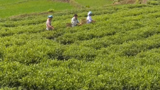 Lào Cai xây dựng được vùng nguyên liệu nông nghiệp với 7 ngành hàng chủ lực