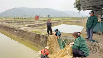 Bước đầu khôi phục sản xuất cá giống sau bão lũ