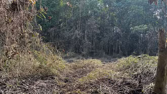 Chi Cục Kiểm lâm tỉnh cảnh báo nguy cơ cháy rừng cấp 3 (cấp cao)