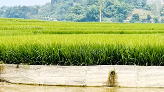 Cứng hóa bờ ruộng giữ đất cách làm hay ở Hợp Thành