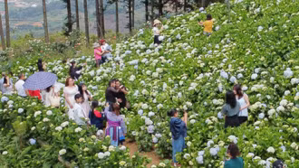 [Ảnh] Vườn hoa cẩm tú cầu Bắc Hà thu hút đông du khách dịp nghỉ lễ