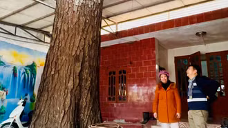 Cây gỗ lát hàng hiếm to lớn nhất ở Bảo Thắng